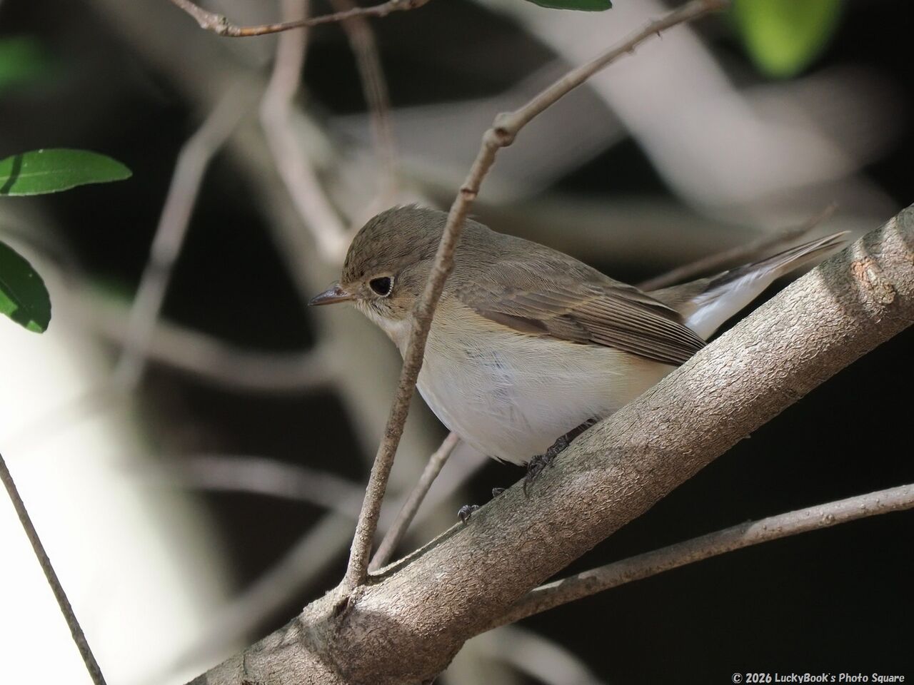 2026年1月3日：今日の野鳥撮りの散歩＜新年初鳥は隣市の大きな都市公園