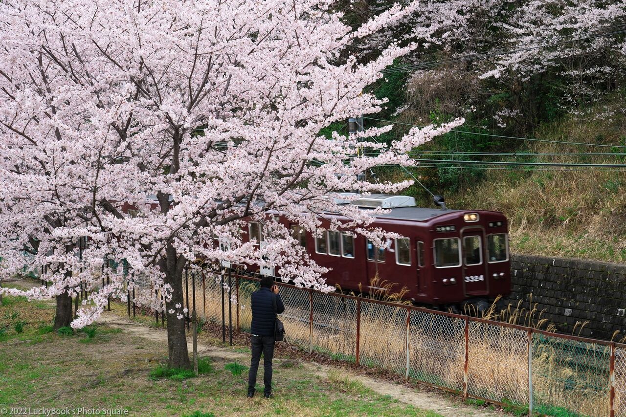 22年4月3日 今年もご近所の満開の桜と阪急電車 Luckybook S Photo Square 2