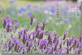 1106_Lavender