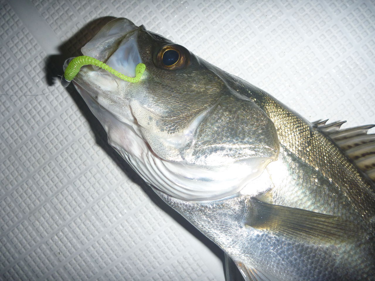 スパテラ す さんの釣り日記 Bruja Ir De Pesca