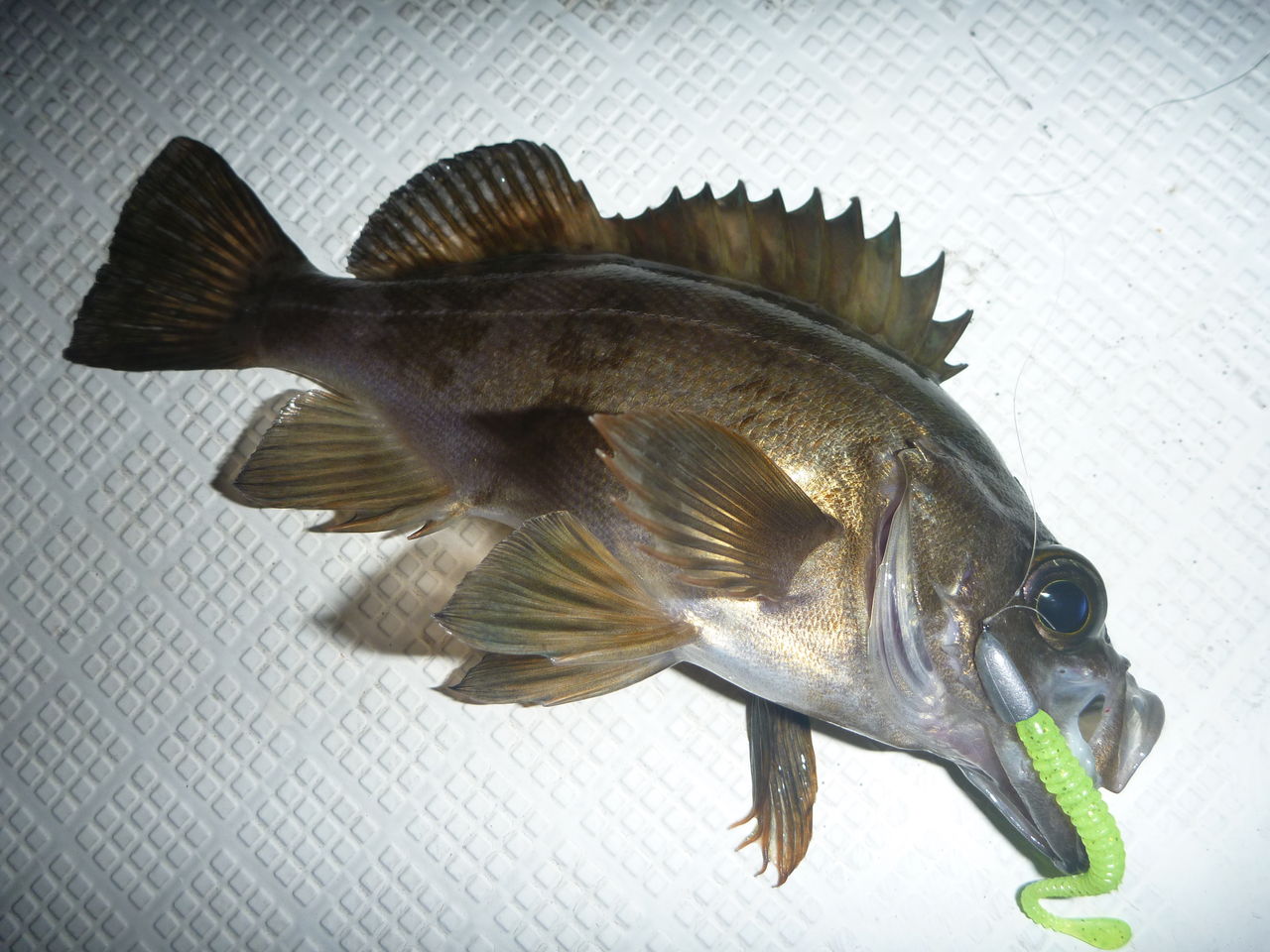 スパテラ す さんの釣り日記 Bruja Ir De Pesca