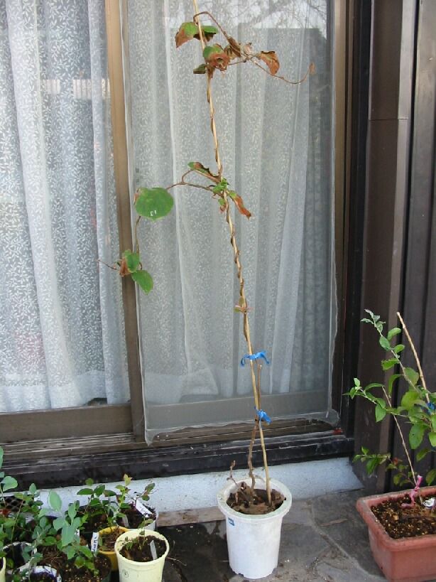 鉢植えの果樹 アボカドとキウイ Berryの菜園日記