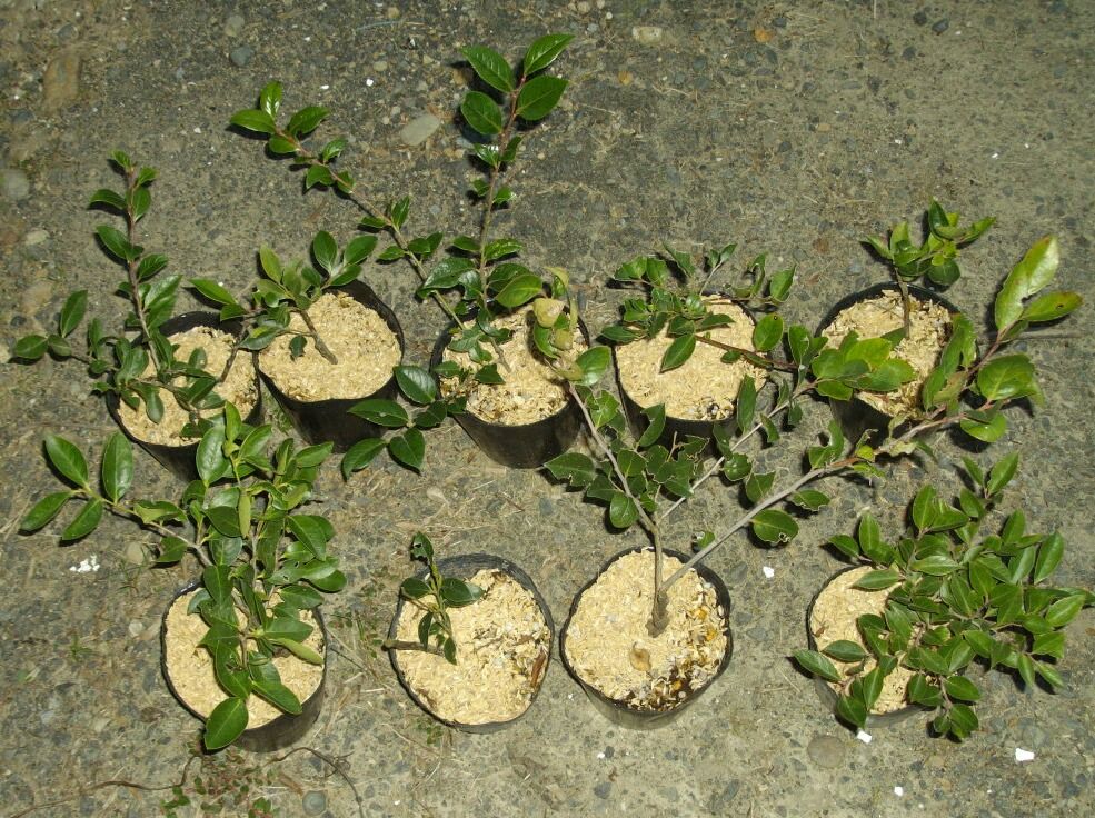 シャシャンボの実生苗をブルーベリー接ぎ木の台木にすることについて Berryの菜園日記