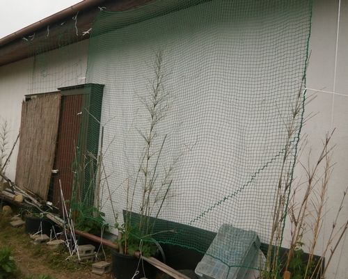 グリーンカーテンのネット張りと宇宙芋の栽培 Berryの菜園日記