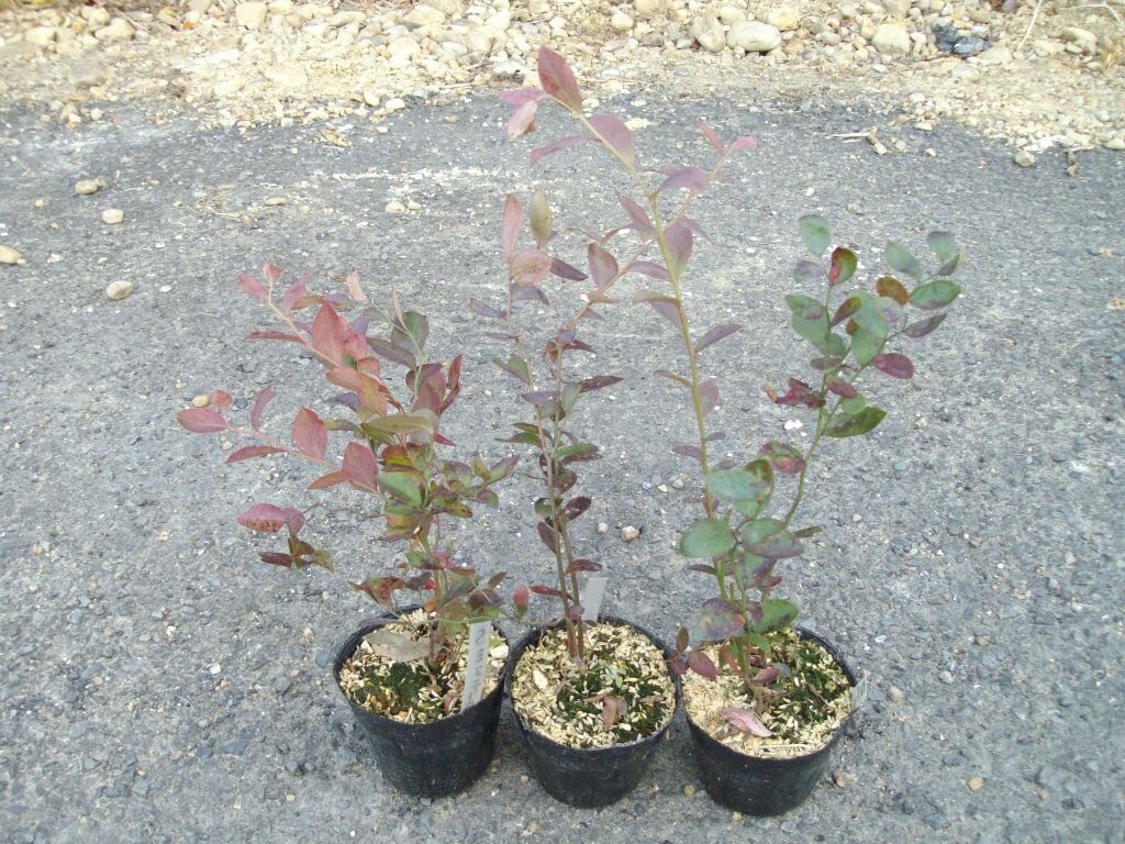 ブルーベリーの実生苗の近況 Berryの菜園日記