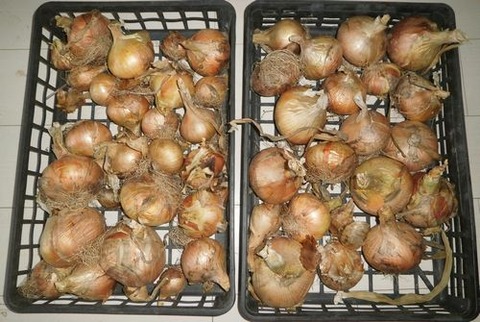 2020-06-07 早生いちばん玉葱