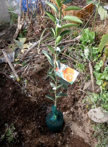 2019-12-15 柑橘 あすみ植え付け
