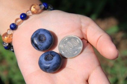 新品種 500円玉サイズのブルーベリー ラビットアイ系ブルーベリー Berryの菜園日記 新品種 500円玉サイズのブルーベリー ラビットアイ系ブルーベリー Berryの菜園日記
