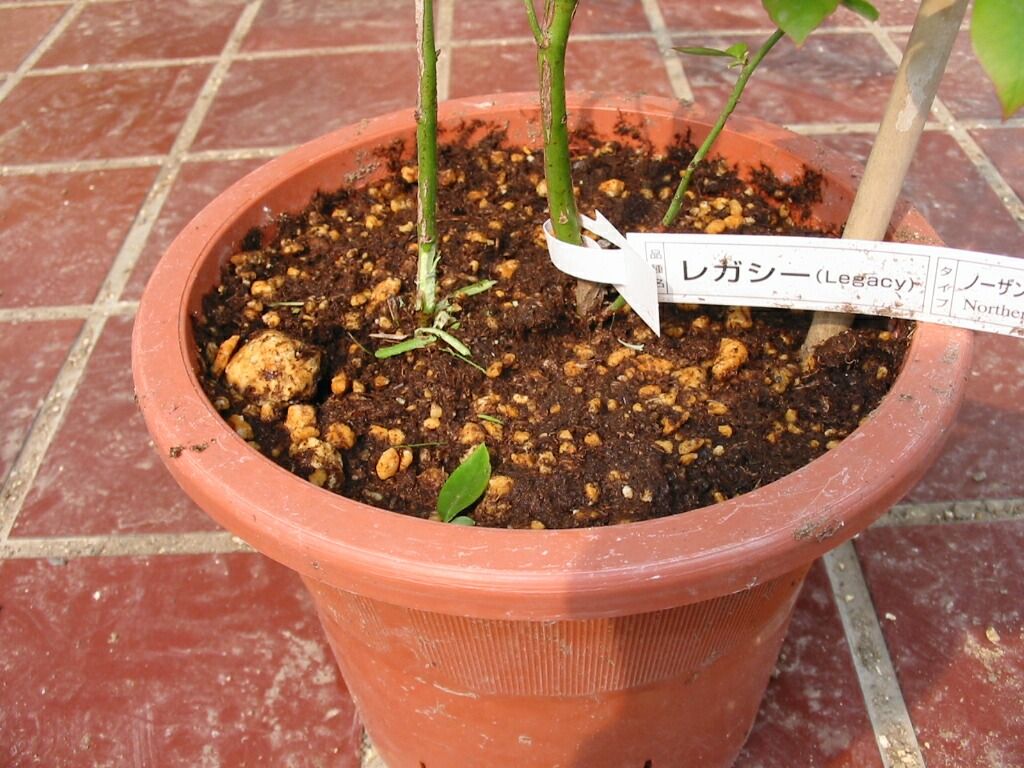 イメージ 2