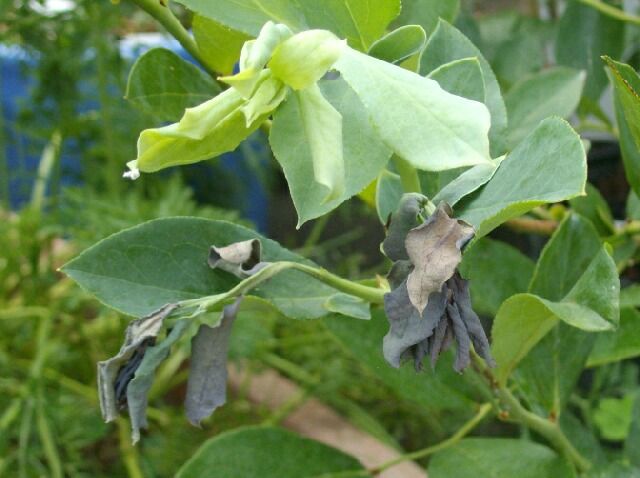ブルーベリーの害虫シャシャンボツバメスガの発生の季節 Berryの菜園日記