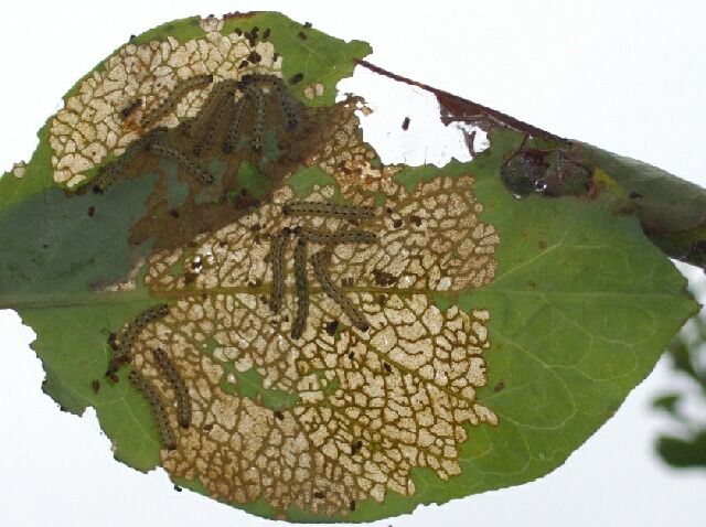 ブルーベリーにアメリカシロヒトリの被害発生 Berryの菜園日記