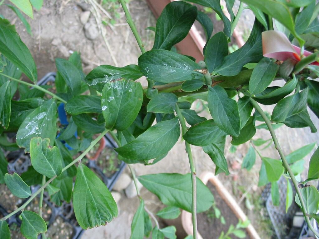 ブルーベリー 硫安施肥は１０００倍までが無難 Berryの菜園日記