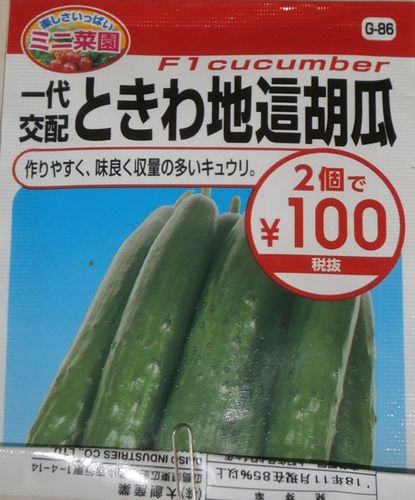 2020-08-23 キュウリの種