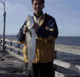 striperbass