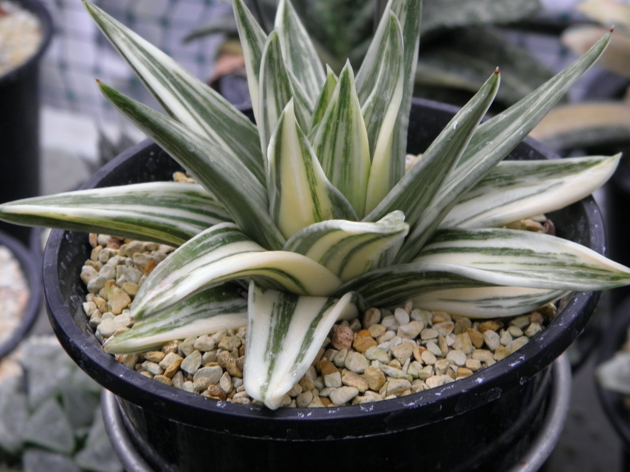 ハオルチア 瑞鶴錦