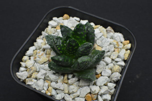 EMP ハオルチア ミニドーナツ / HA27