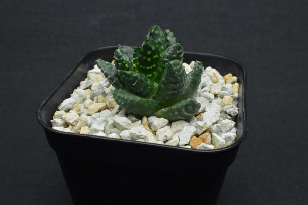 EMP ハオルチア ミニドーナツ / HA27