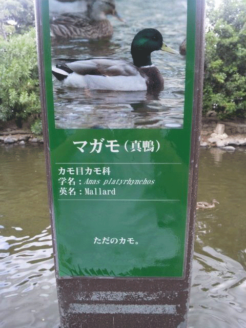 画像 橋本環奈の横顔wwwwwwwwwwwwwwwwwwwwwwwwwwww 二ちゃんまとめ Eve速 画像 橋本環奈の横顔wwwwwwwwwwwwwwwwwwwwwwwwwwww 二ちゃんまとめ Eve速