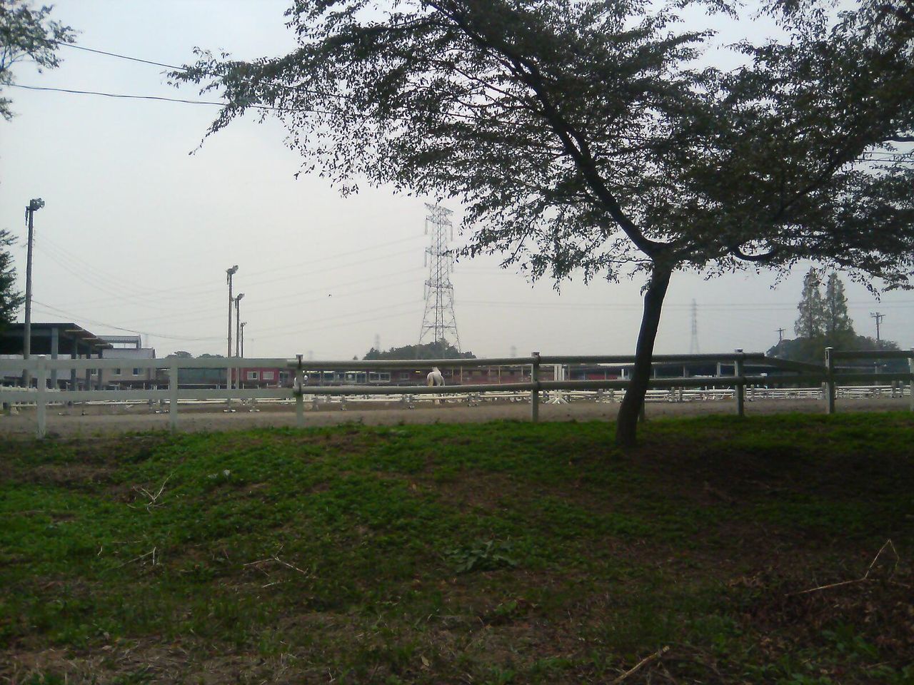 東武動物公園 埼玉県南埼玉郡宮代町 メリーゴーランド メリーゴーラウンド 研究家ルートヴィヒ ヴァン 1998 メリーゴーランドの旅 Sober Curious ソバーキュリアス