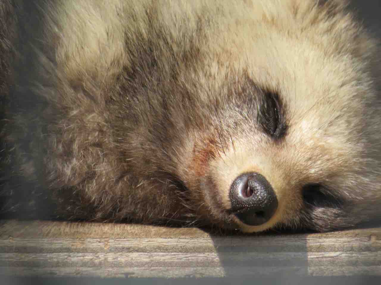 たぬおさんの事を振り返る ぱーぷるのブログ Everything