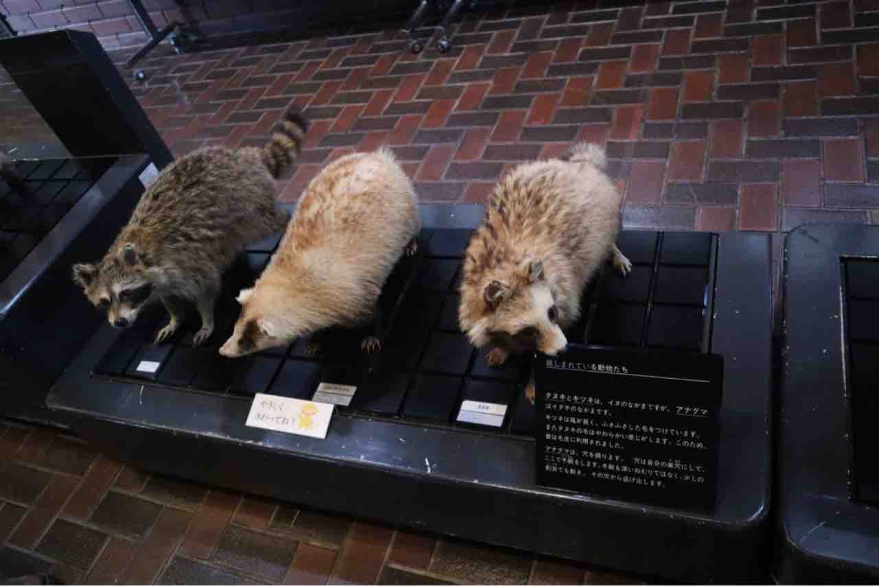 自然の博物館学芸員さんから聞いた秩父のキツネ、タヌキ、テン、シカの