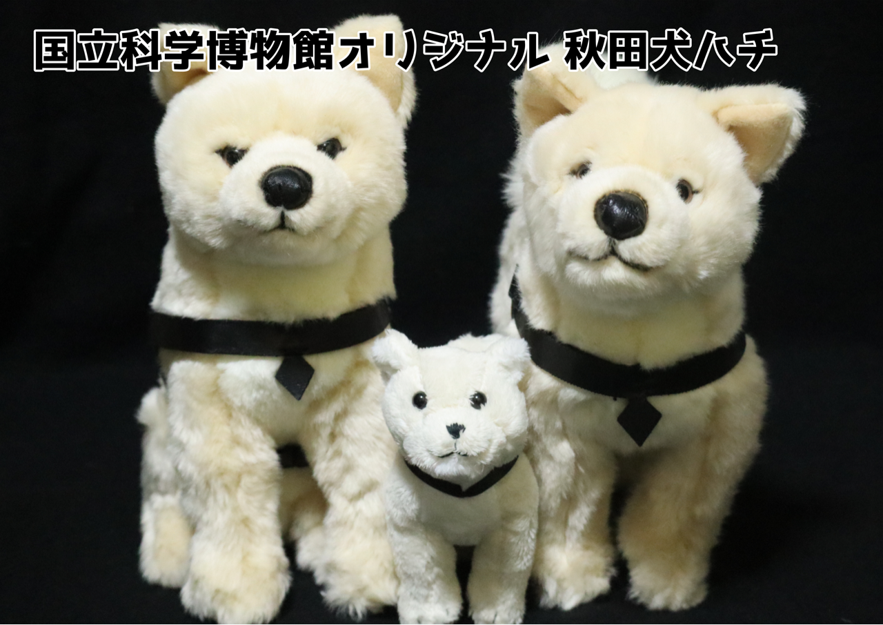レア　国立科学博物館　秋田犬　ハチ　ぬいぐるみ　おすわり　ハチ号 レア 国立科学博物館 秋田犬 ハチ ぬいぐるみ おすわり ハチ号