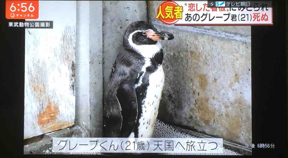 グレープ君の生涯まとめ その後 残してくれたもの ぱーぷるのブログ Everything