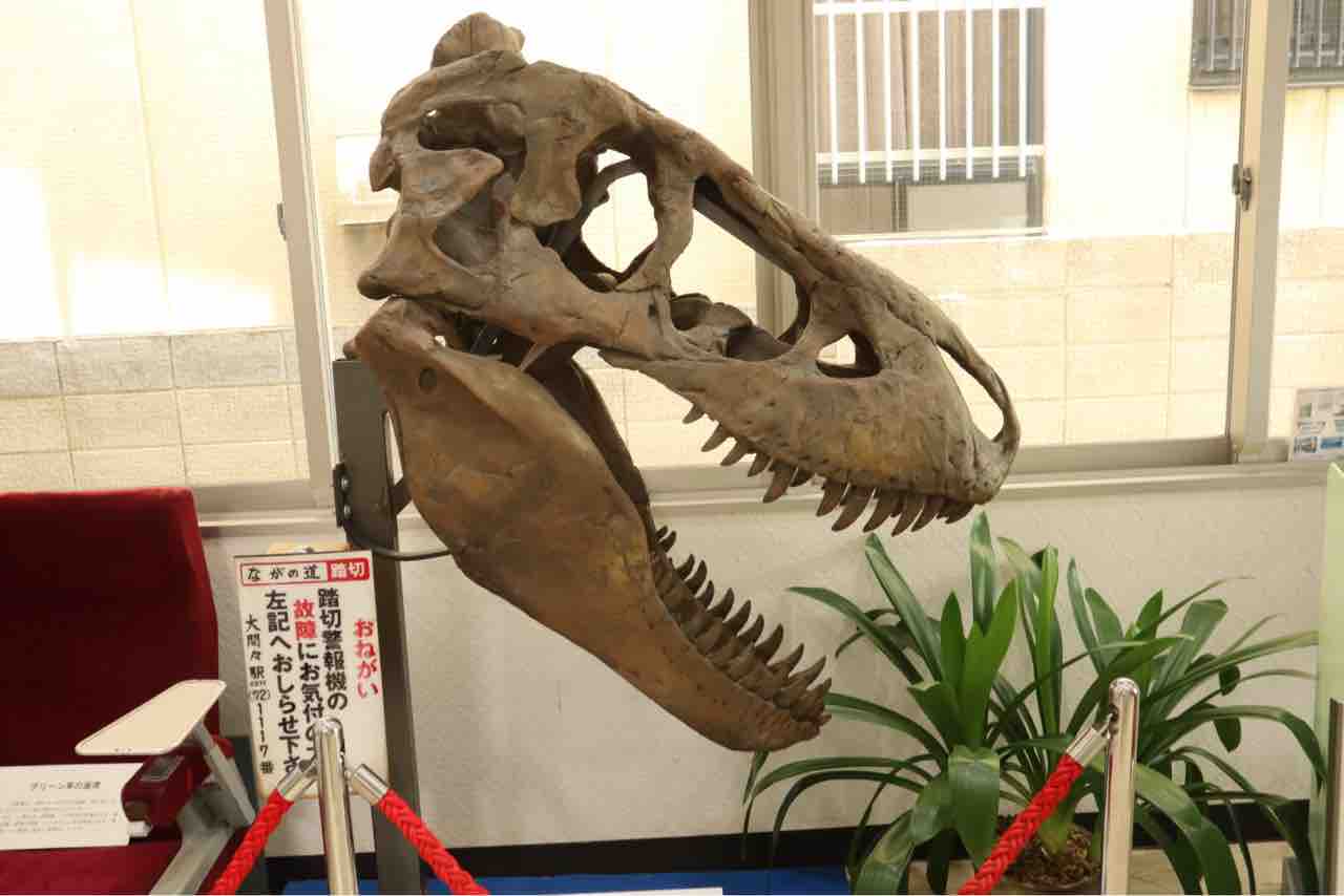 モンゴルの恐竜達 ぱーぷるのブログ Everything