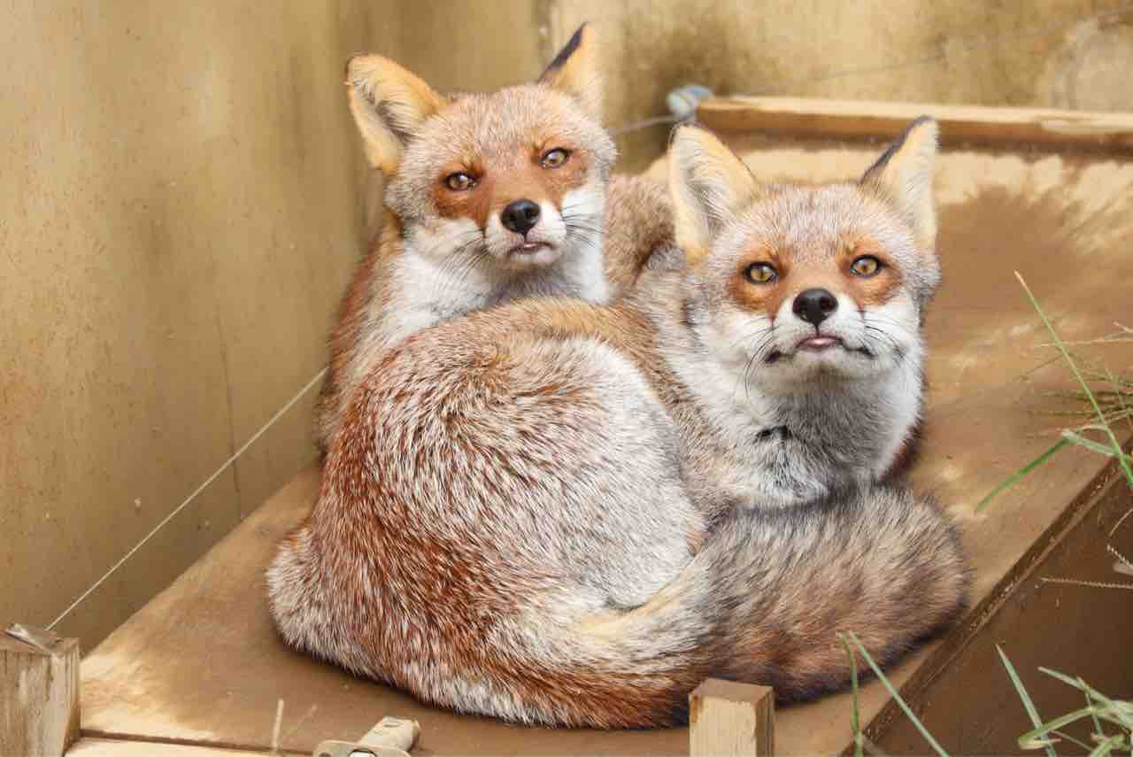 冬毛の季節がやってきました ぱーぷるの日々自由研究