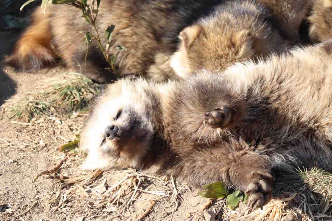 鳥山石燕と日本の動物 狸編 : 百獣夜行見聞録