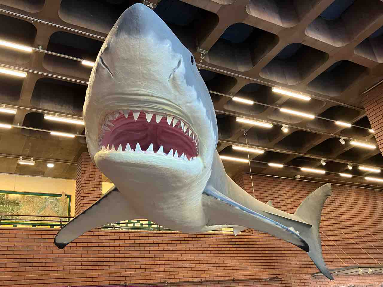 サメの歯 日本の化石 埼玉県 葛袋のサメの歯/超稀