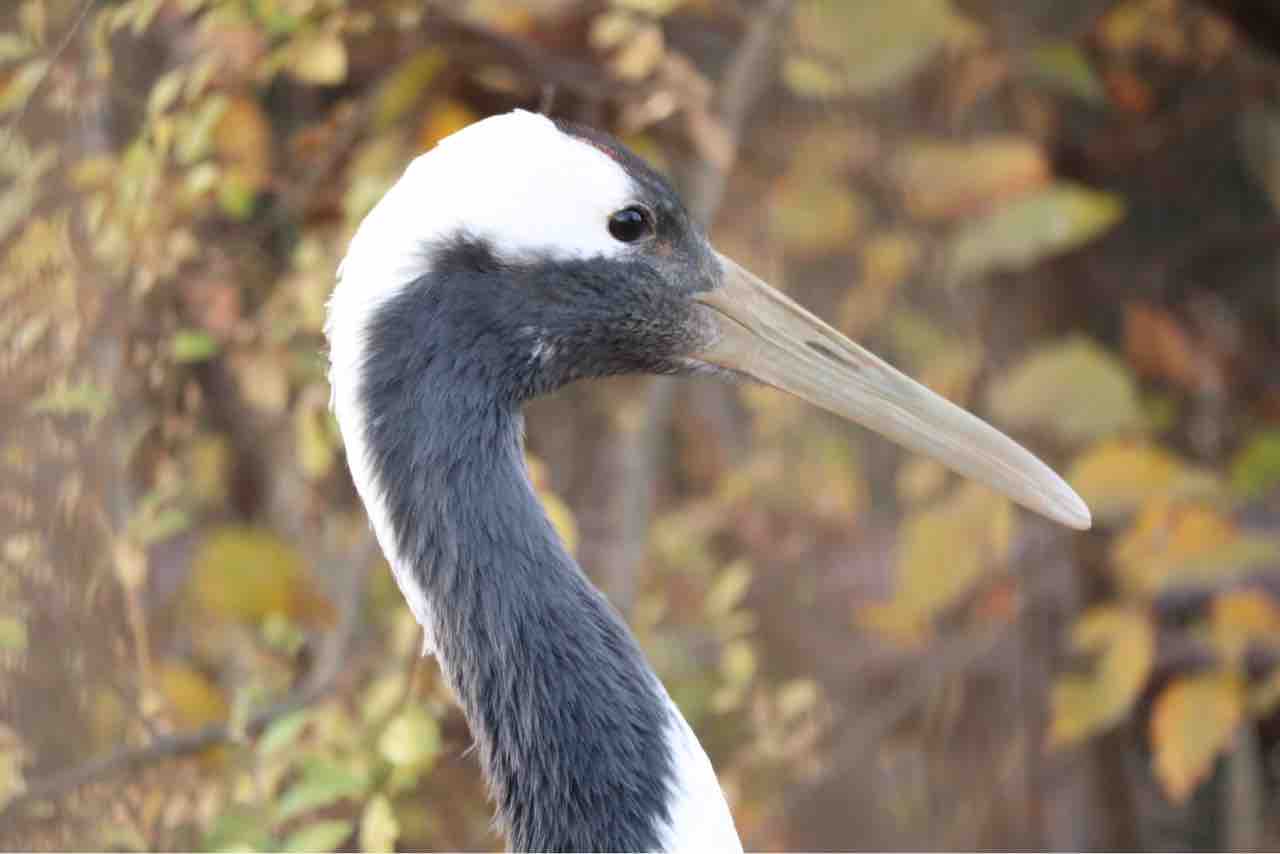 ふるさとの動物たち 東武の日本産動物舎 61 タンチョウの頭 ぱーぷるのブログ Everything