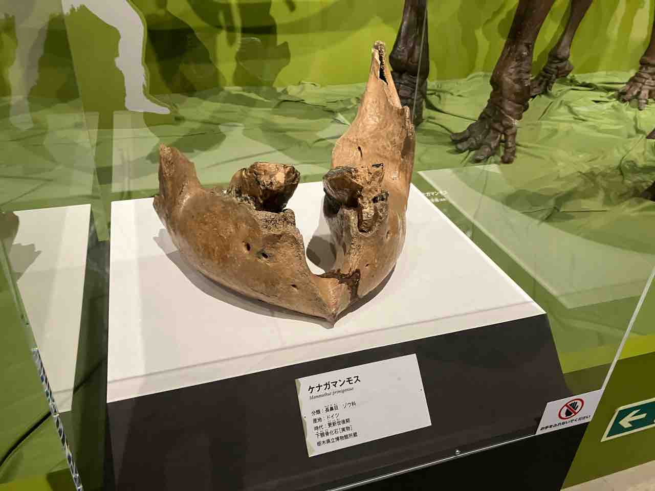 国立科学博物館(2025/8/29) : 百獣夜行見聞録