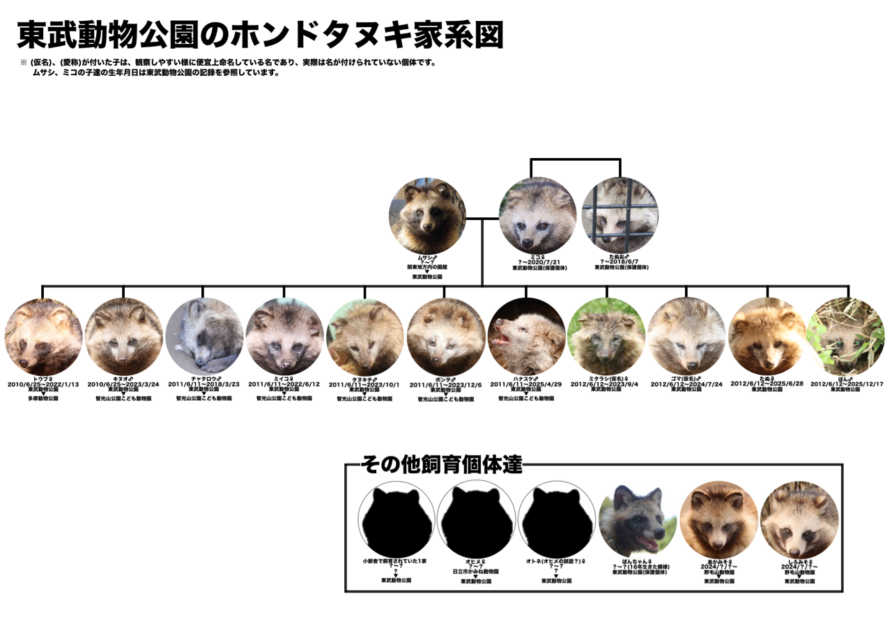 東武動物公園　kane 随時更新】東武動物公園のキツネ、タヌキ達 : 百獣夜行見聞録
