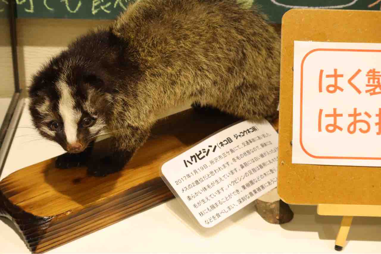 ハクビシン 剥製（テン？）