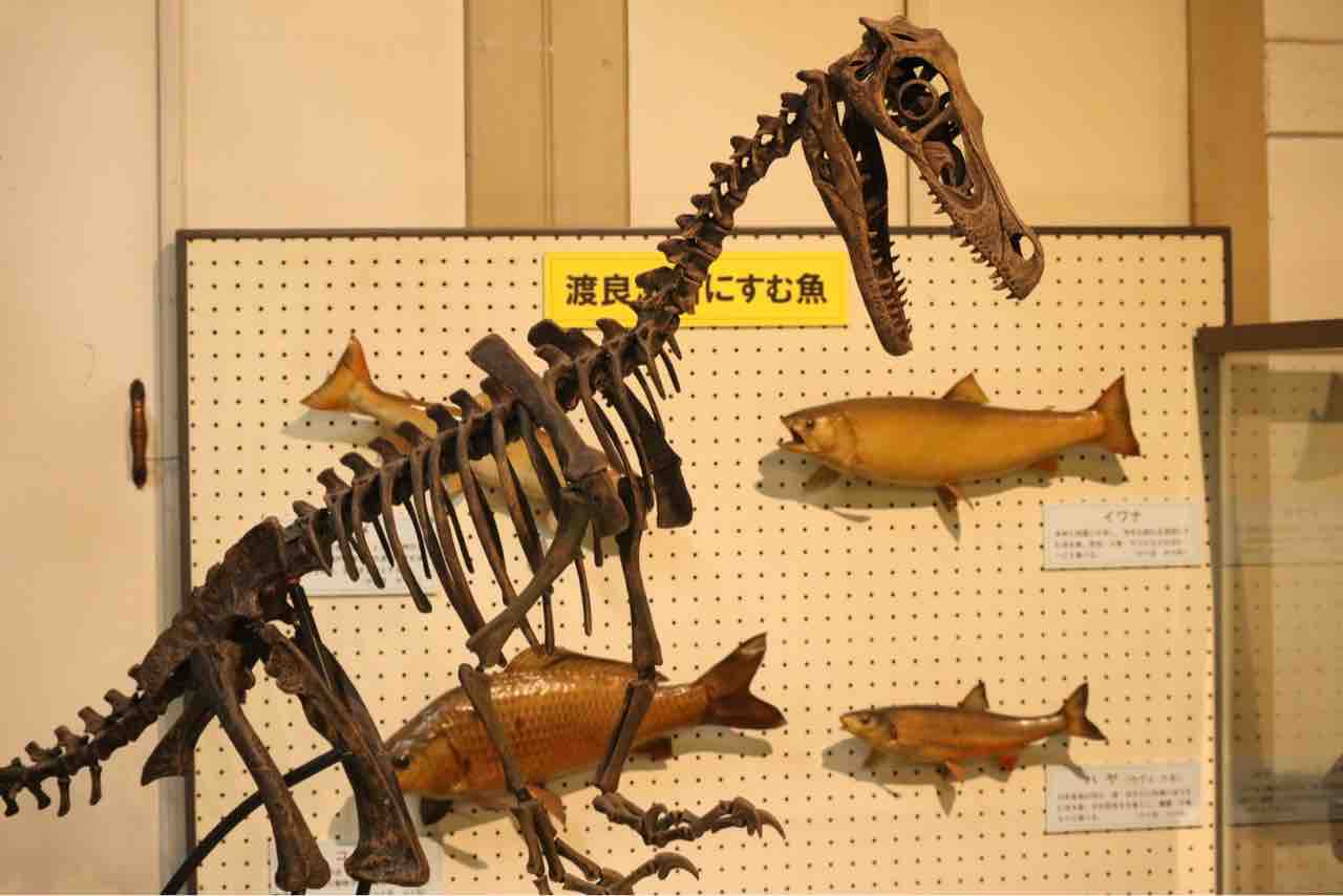 モンゴルの恐竜達 ぱーぷるのブログ Everything