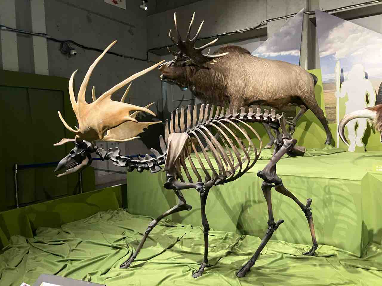 国立科学博物館(2025/8/29) : 百獣夜行見聞録
