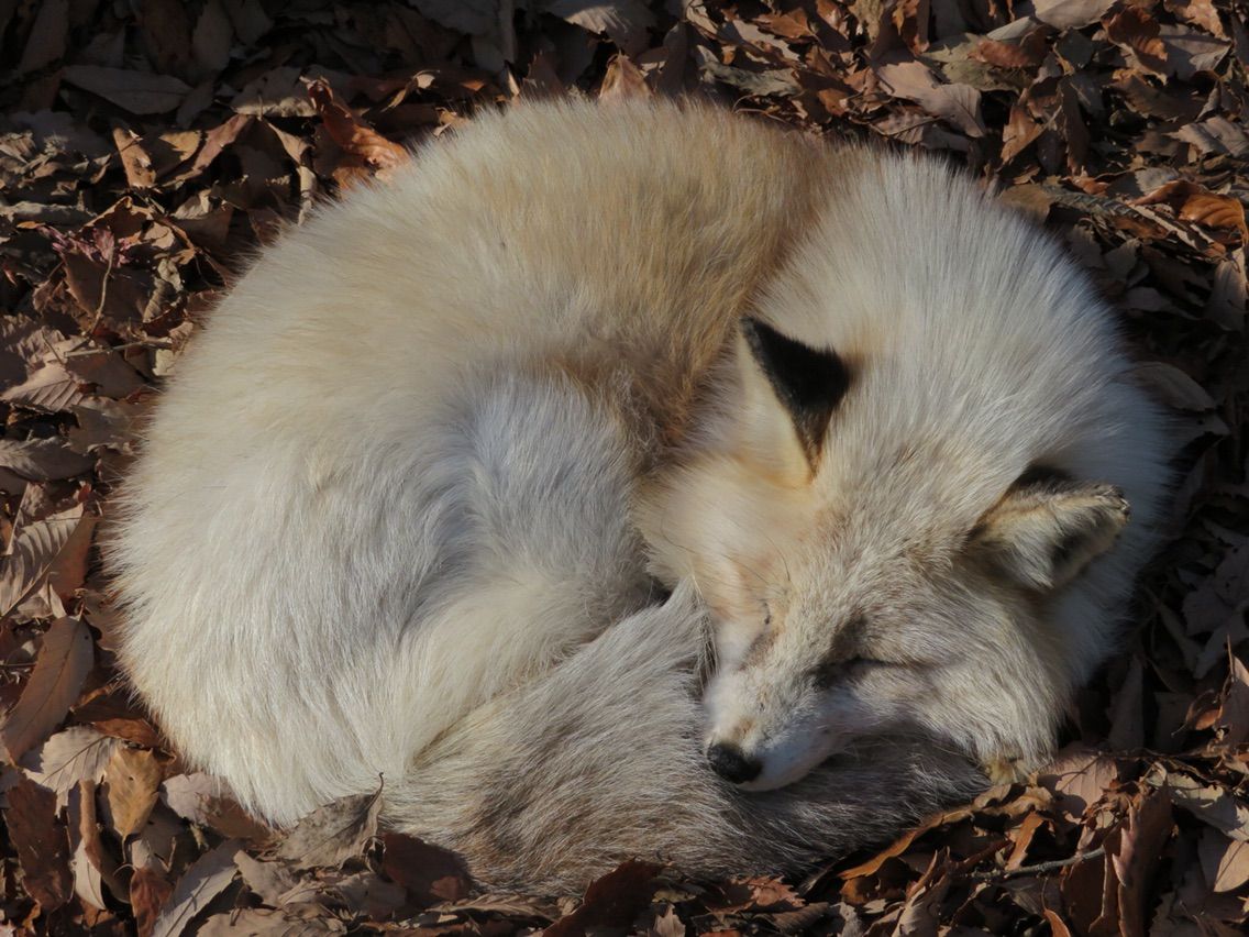 中編 蔵王キツネ村に行って来ました ぱーぷるの日々自由研究