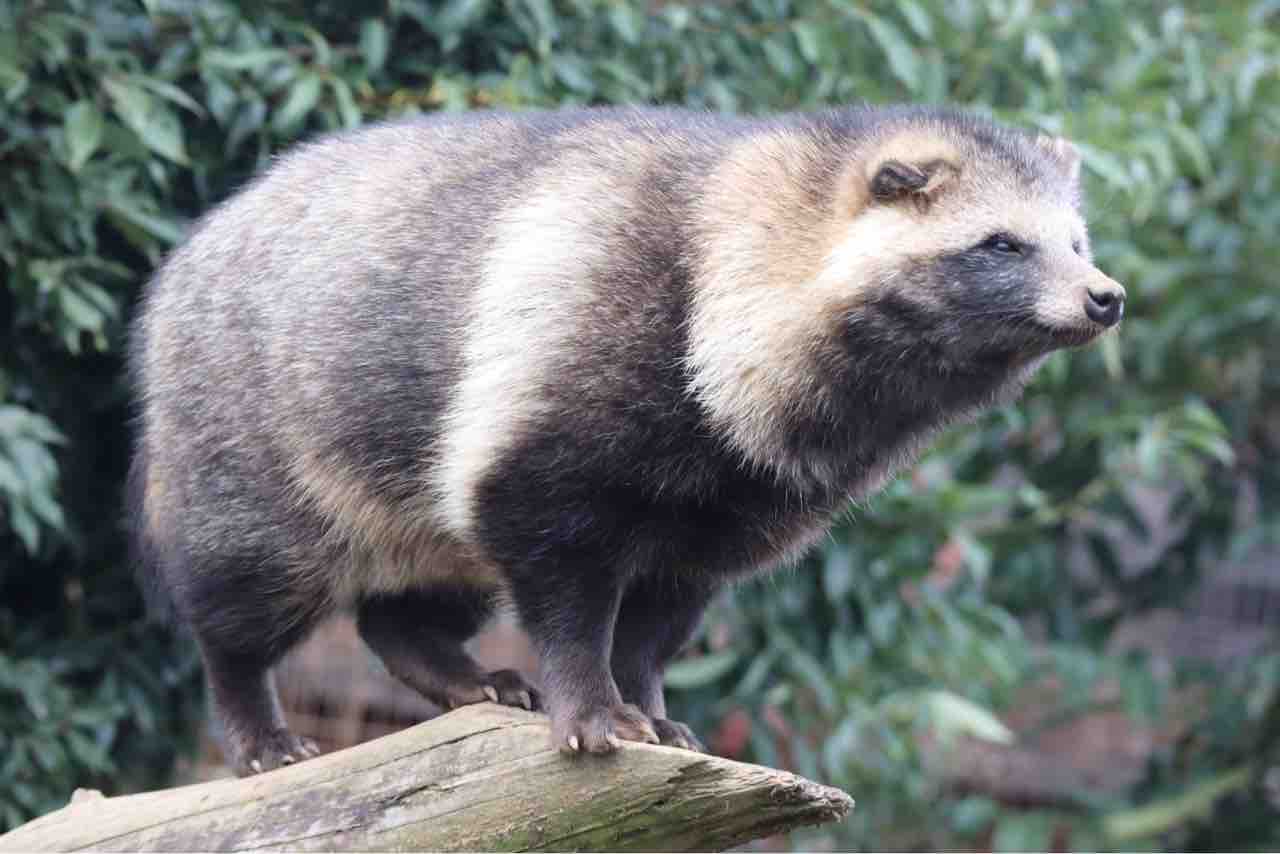 ふるさとの動物たち 東武の日本産動物舎 55 タヌキの木登り ぱーぷるのブログ Everything