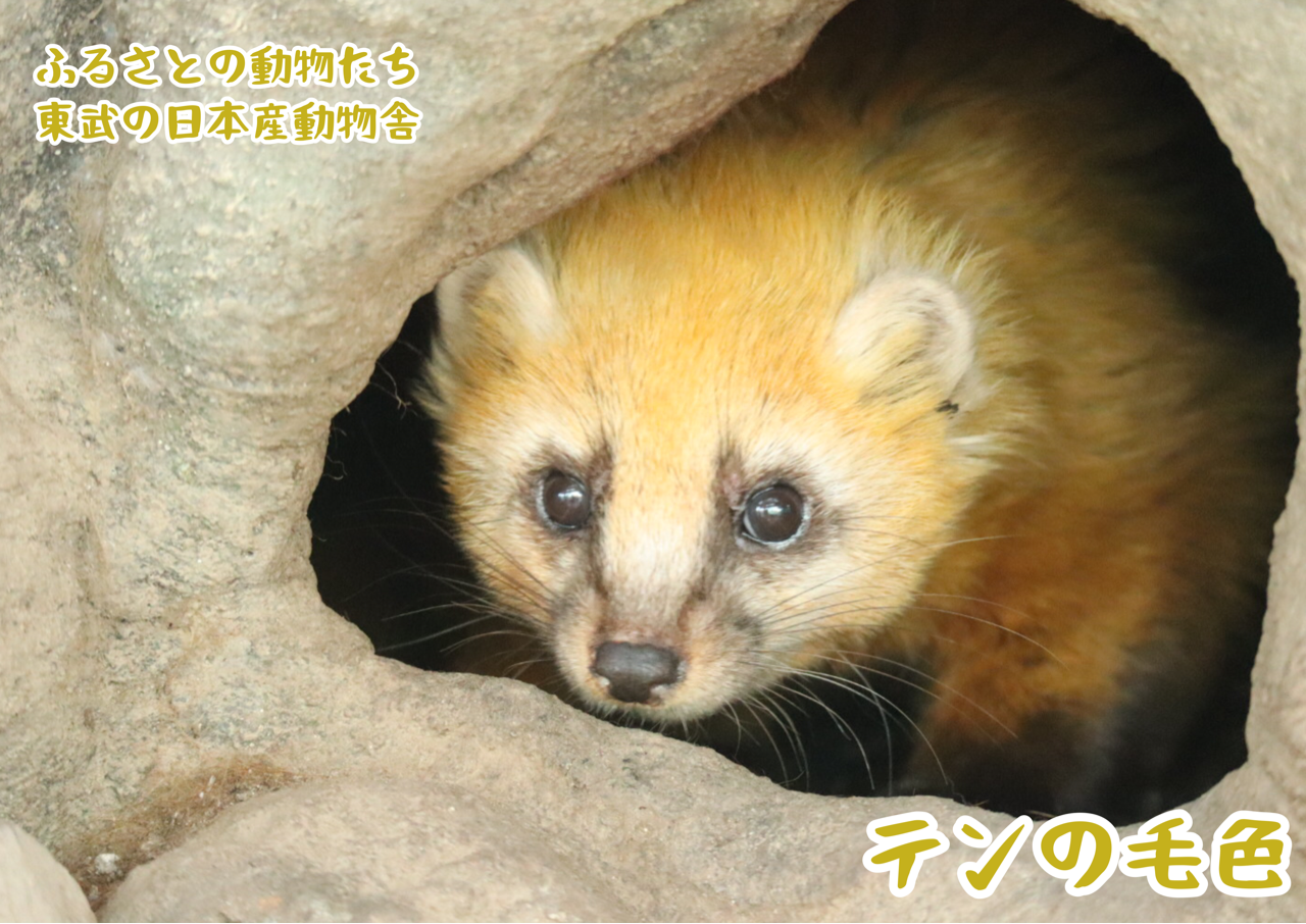 ふるさとの動物たち 東武の日本産動物舎 59 テンの毛色 ぱーぷるのブログ Everything
