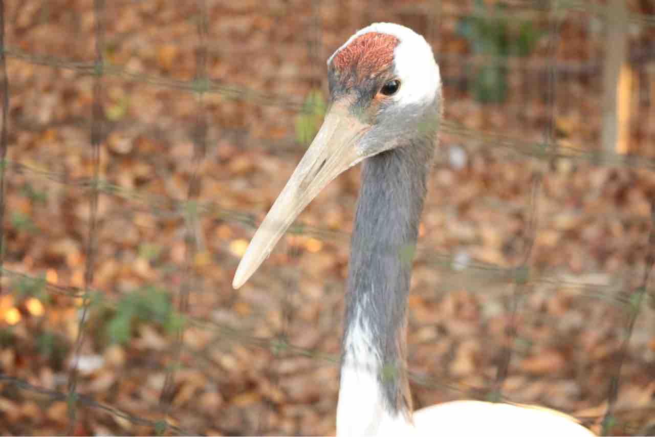 ふるさとの動物たち 東武の日本産動物舎 61 タンチョウの頭 ぱーぷるのブログ Everything
