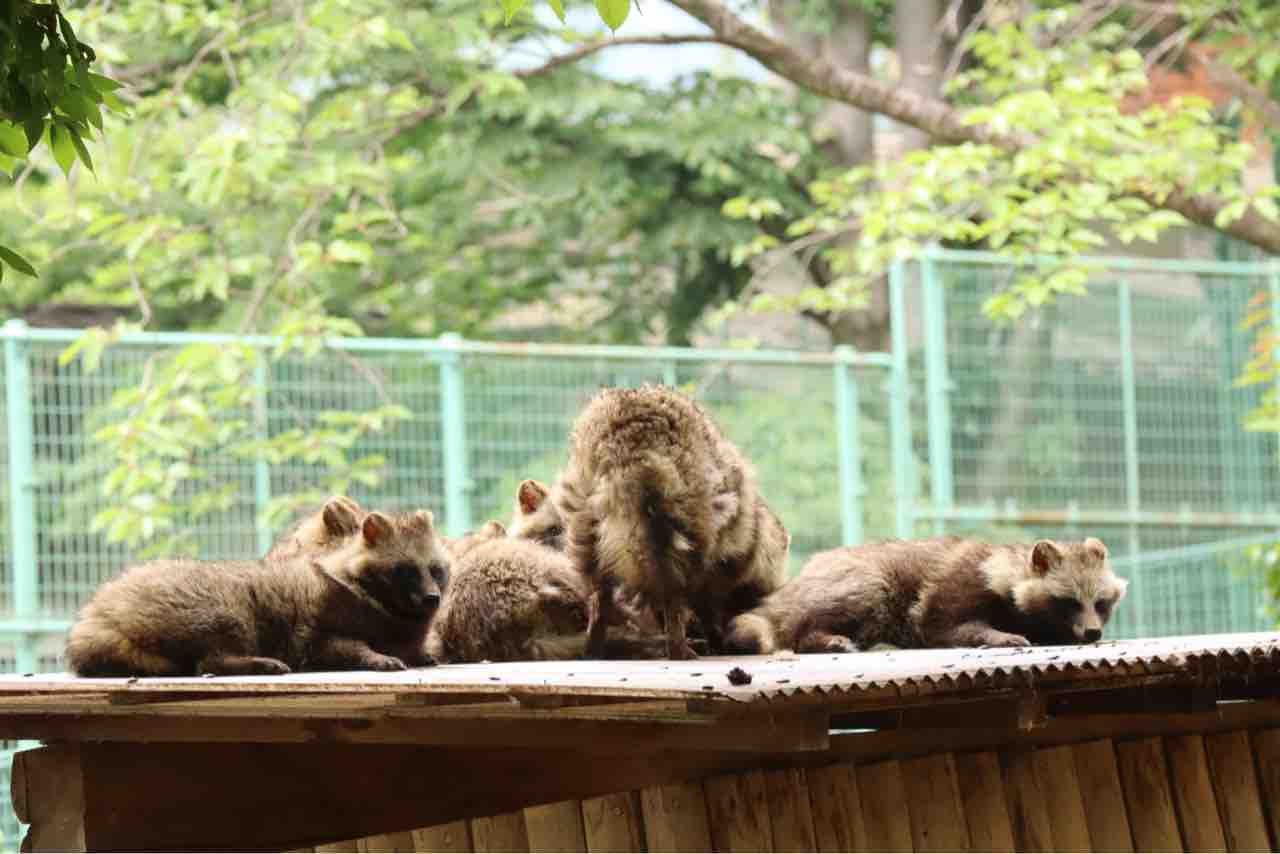 色々聞いたり 話したり 観察したり ぱーぷるの日々自由研究