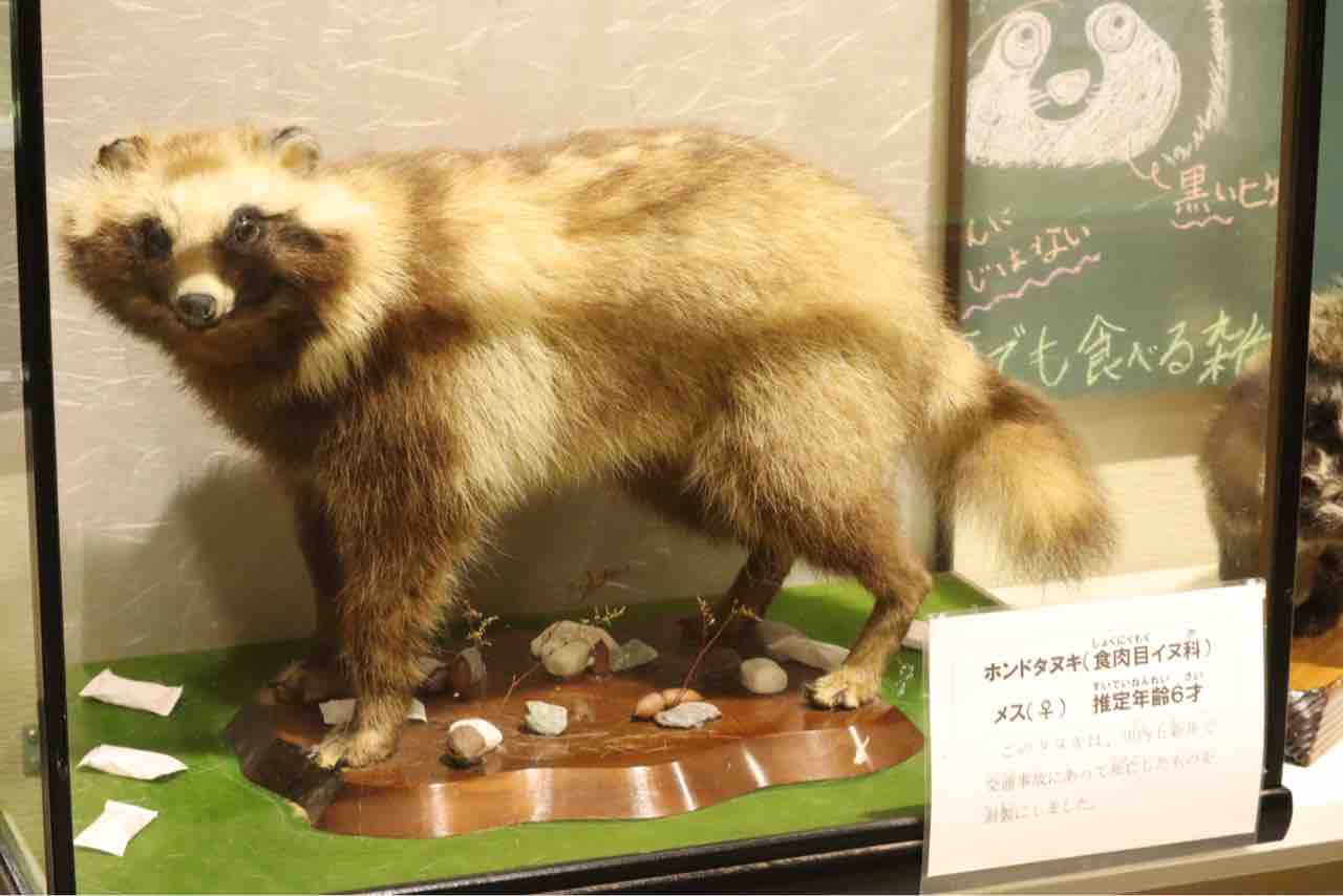 狸 本土たぬき タヌキ 剥製