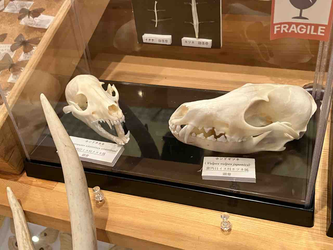 動物 ホンドギツネ 頭骨 骨格標本もあります お知らせ 氷見海浜植物園
