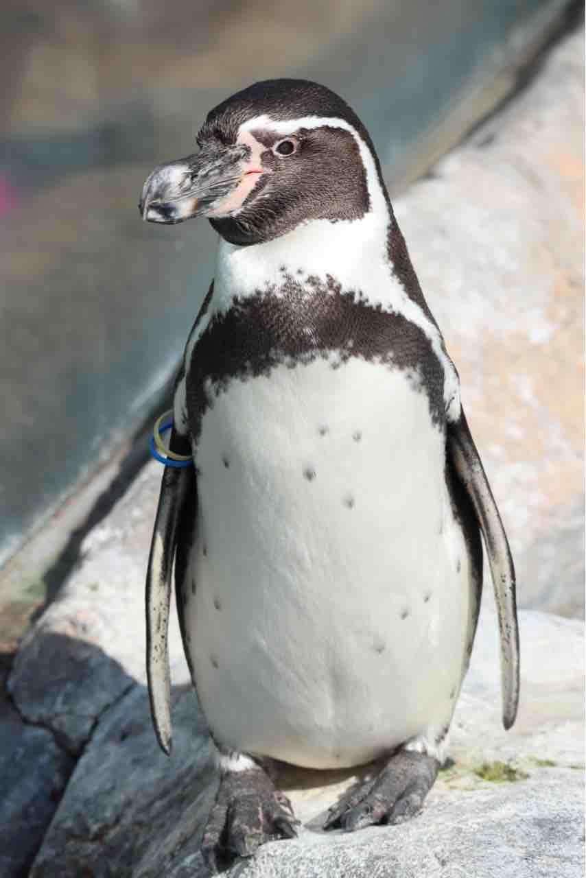 フンボルトペンギンお別れイベントの感想 ぱーぷるのブログ Everything フンボルトペンギンお別れイベントの感想 ぱーぷるのブログ Everything