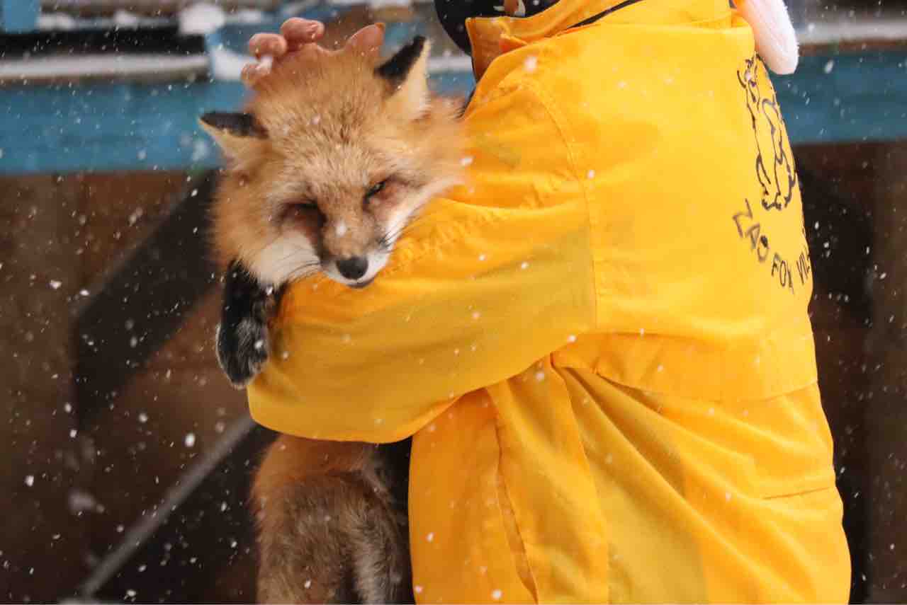 今年もキツネ村を満喫しましたというお話 ぱーぷるの日々自由研究