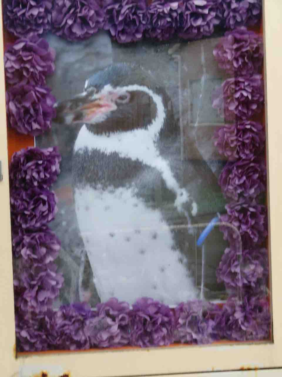 グレープ君の生涯まとめ その後 残してくれたもの ぱーぷるのブログ Everything