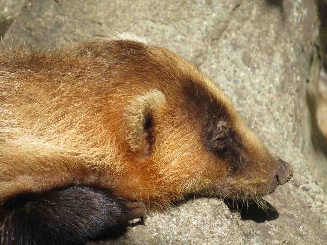 アナグマのお話 ぱーぷるの日々自由研究