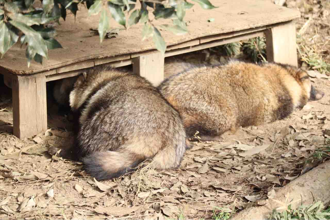 ふるさとの動物たち 東武の日本産動物舎 46 年12月06日のホンドタヌキ ぱーぷるのブログ Everything