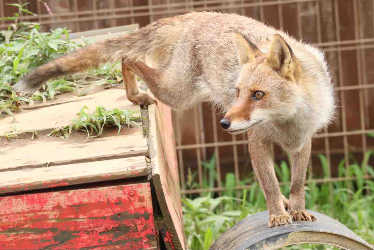 ふるさとの動物たち 東武の日本産動物舎 07 ホンドギツネ ぱーぷるのブログ Everything
